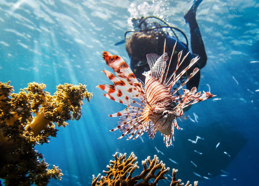 diving-diani-beach-kenya